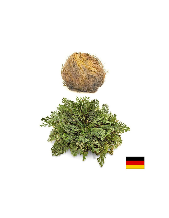 Йерихонска роза, 1 бр х 100 g  El Compra - Nutra Best Bulgaria